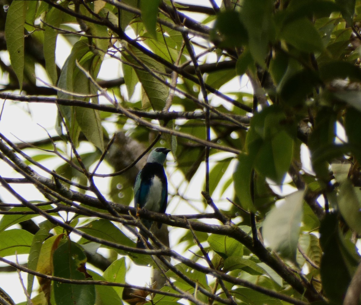 Masked Tanager - Carolina  Tosta Mayoral