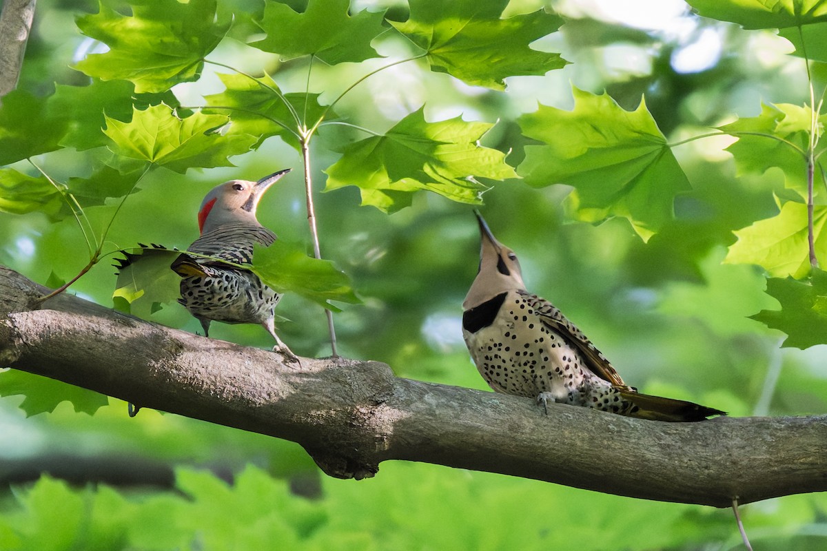 Northern Flicker - David Eberly