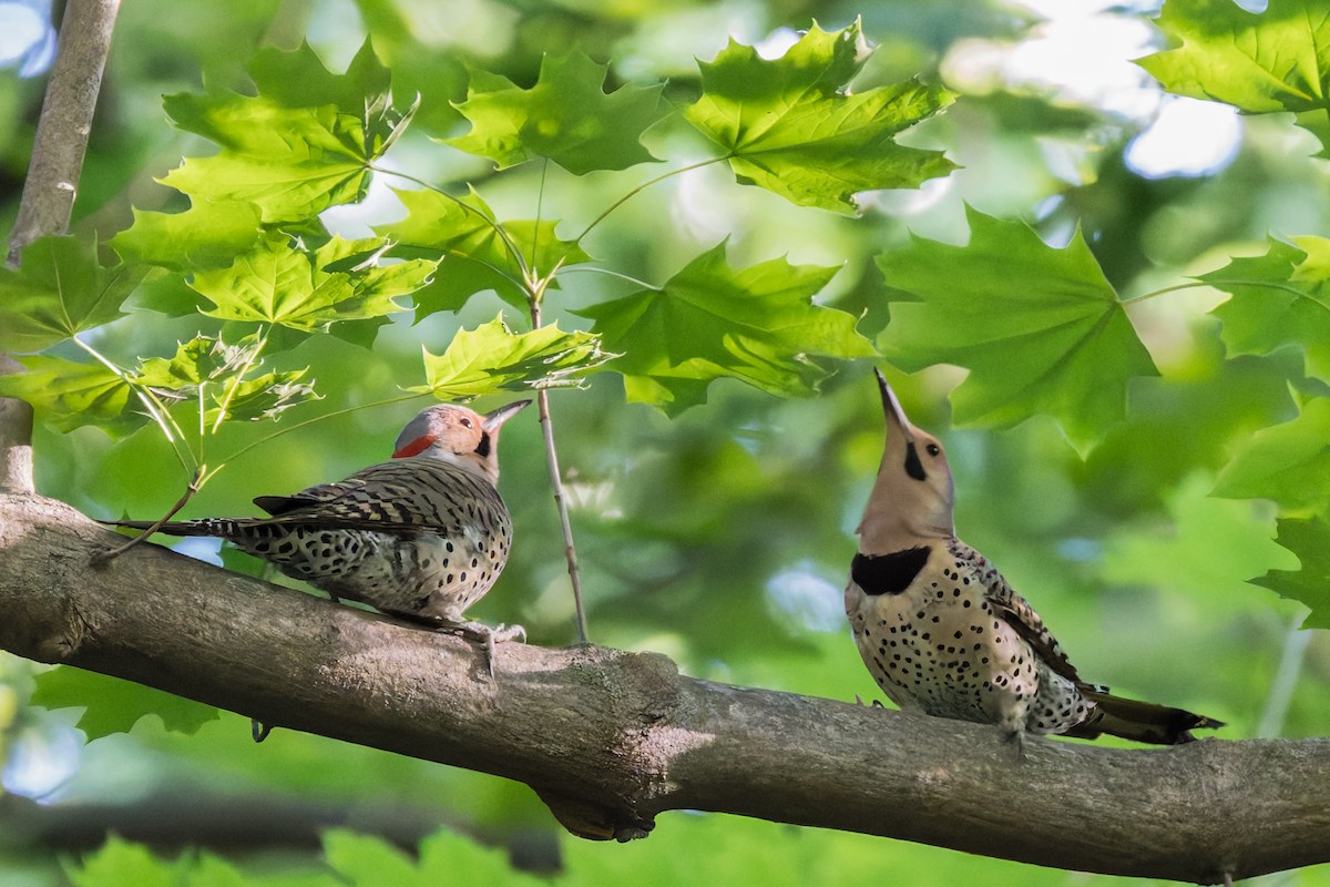 Northern Flicker - ML620384384