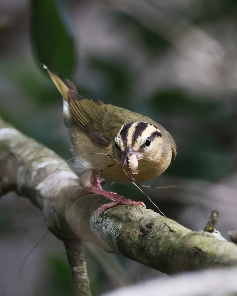 Worm-eating Warbler - ML620384390