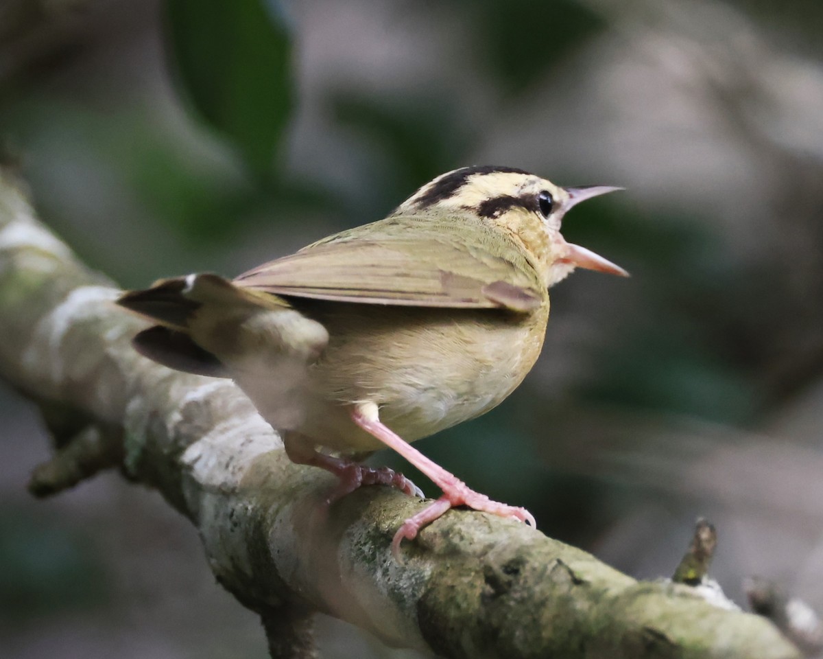 Worm-eating Warbler - ML620384391