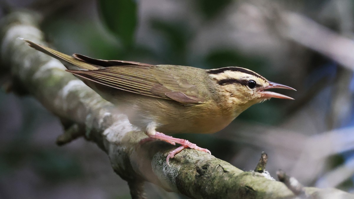 Worm-eating Warbler - ML620384392