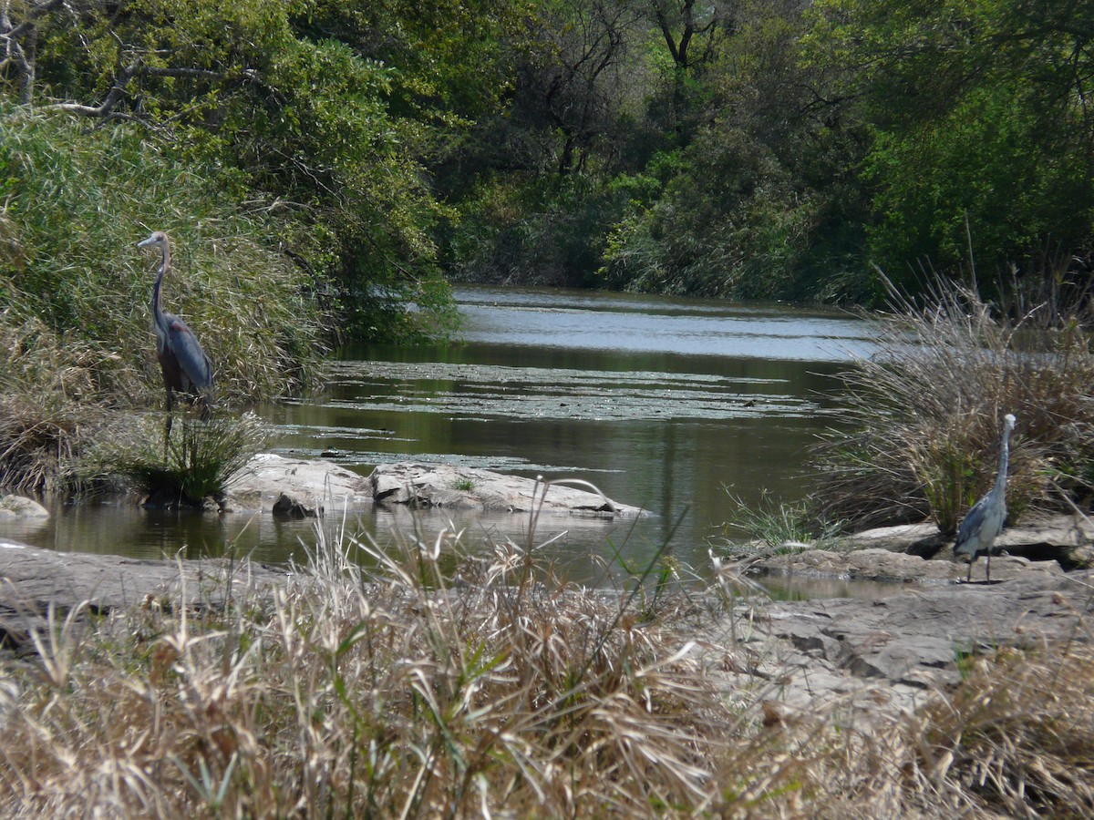 Gray Heron - ML620384397