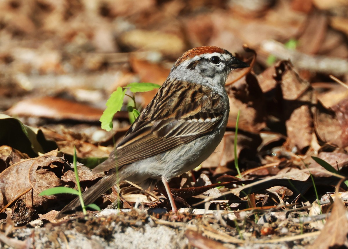Chipping Sparrow - ML620384403