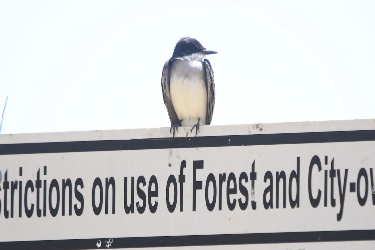 Eastern Kingbird - ML620384411