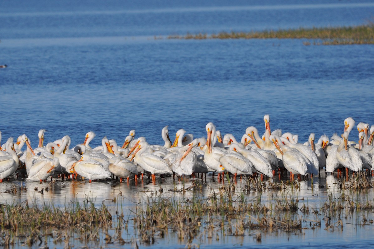pelikán severoamerický - ML620384419