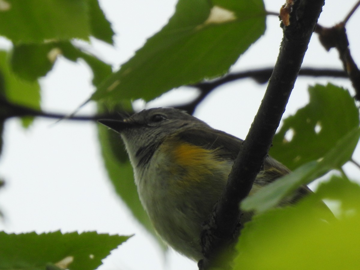 American Redstart - ML620384432