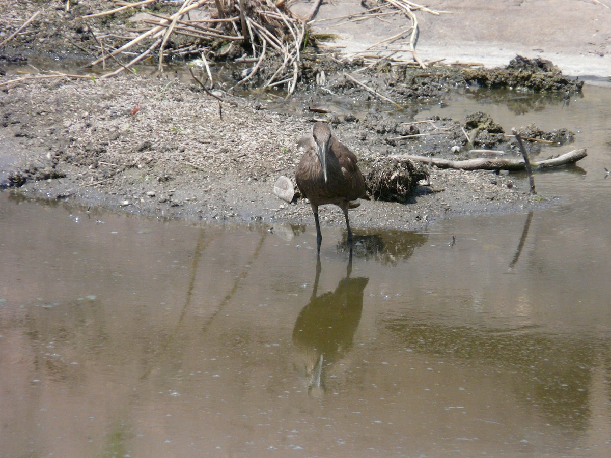 Hamerkop - ML620384438