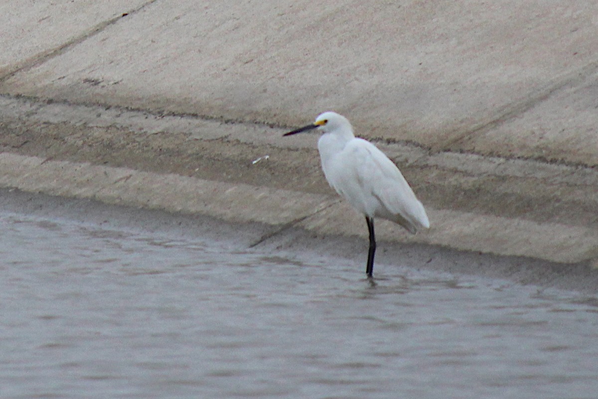 Snowy Egret - ML620384440