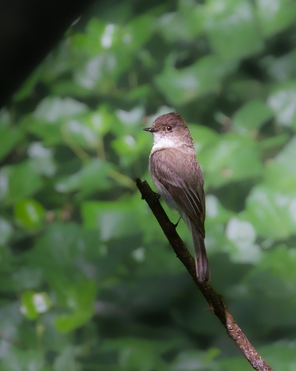 Eastern Phoebe - ML620384441