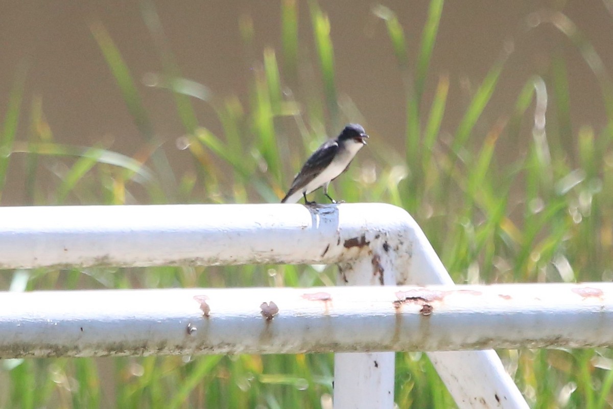 Eastern Kingbird - ML620384442