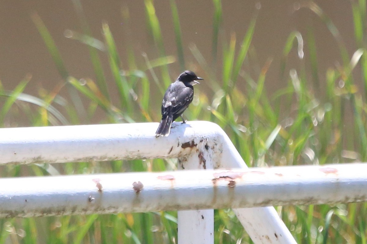 Eastern Kingbird - Greg Page