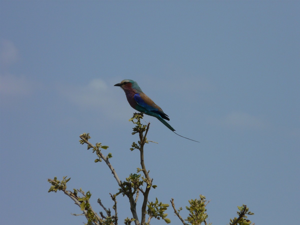 Lilac-breasted Roller - ML620384451