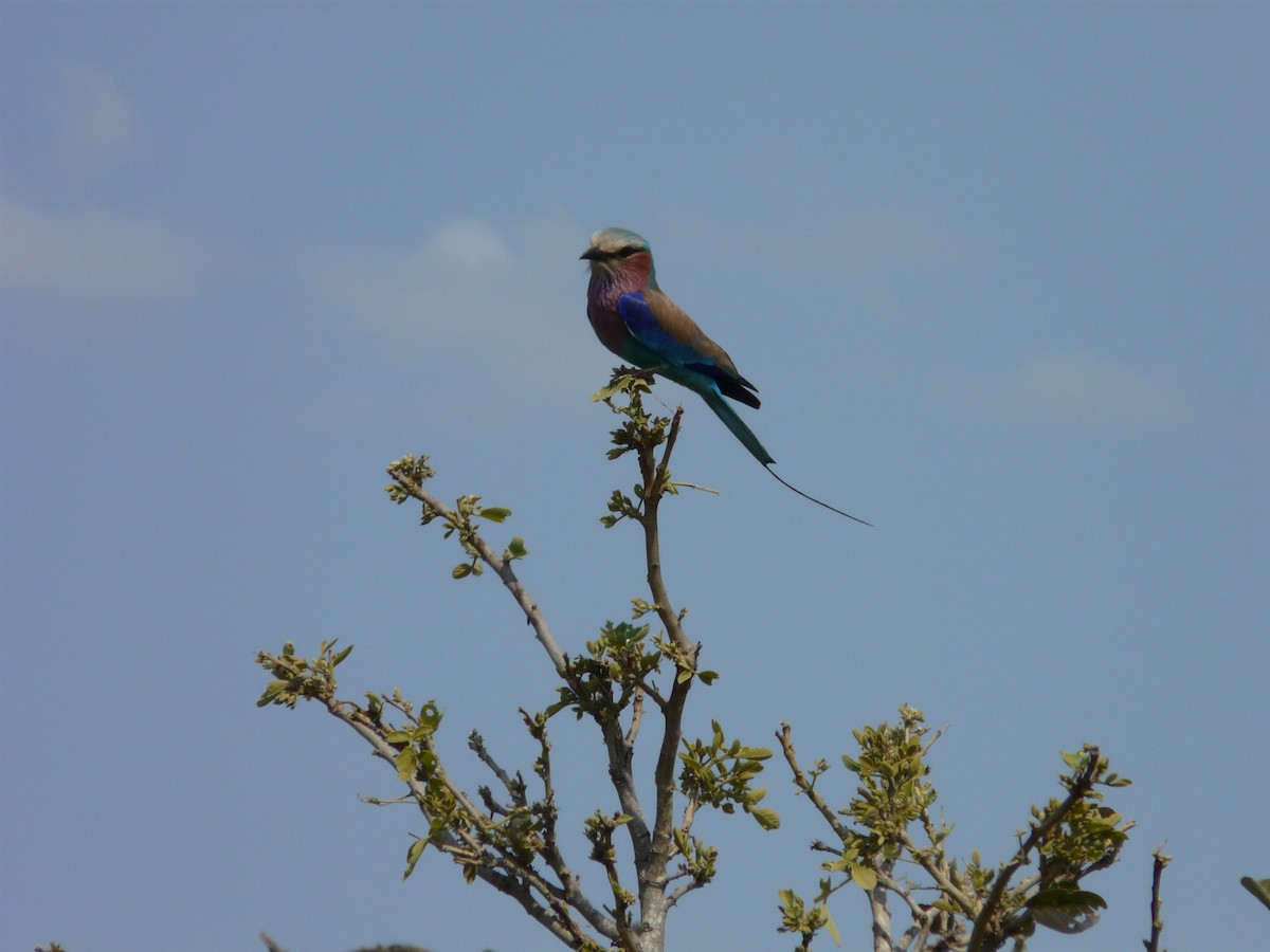 Lilac-breasted Roller - ML620384452