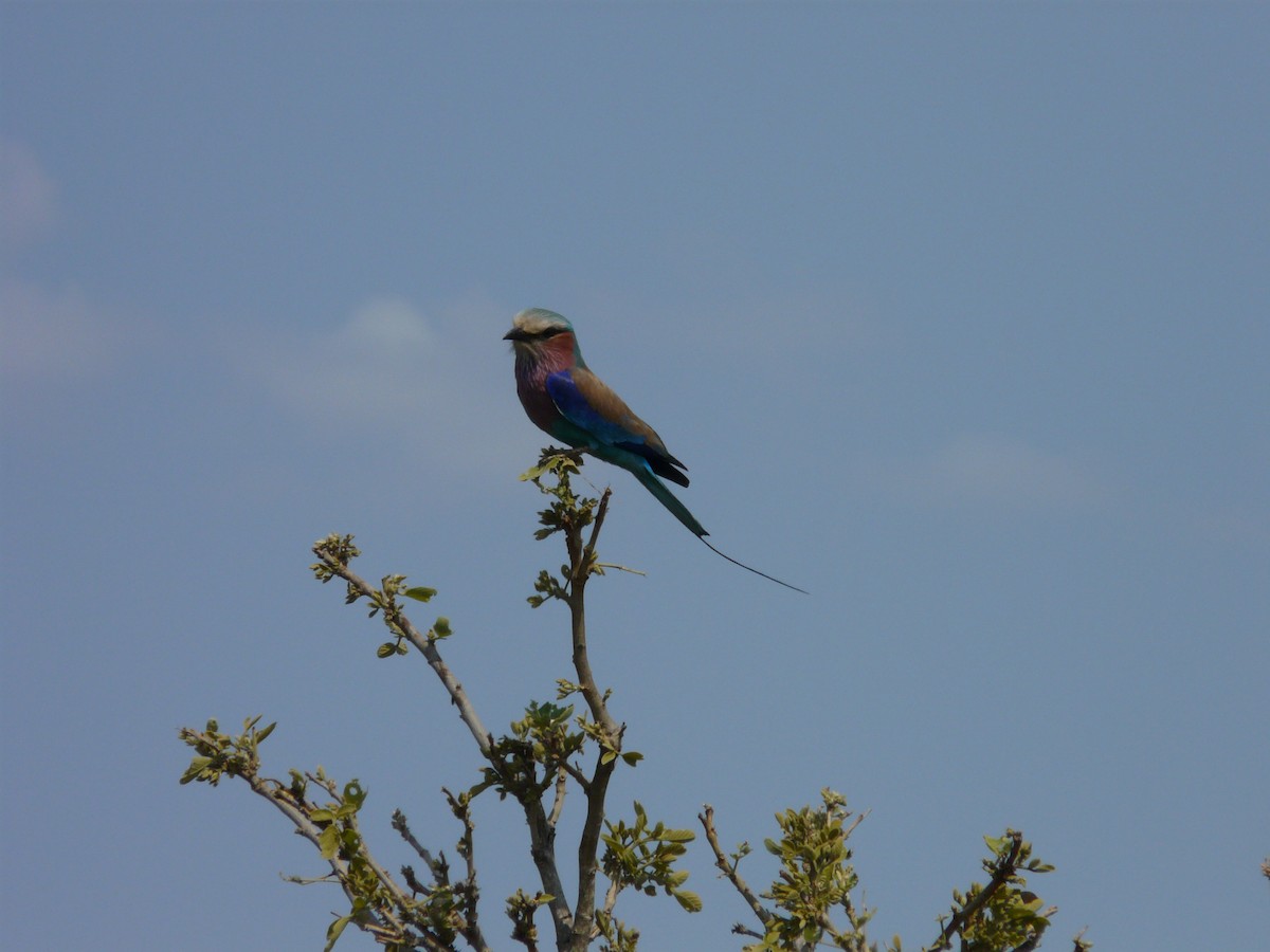 Lilac-breasted Roller - ML620384453