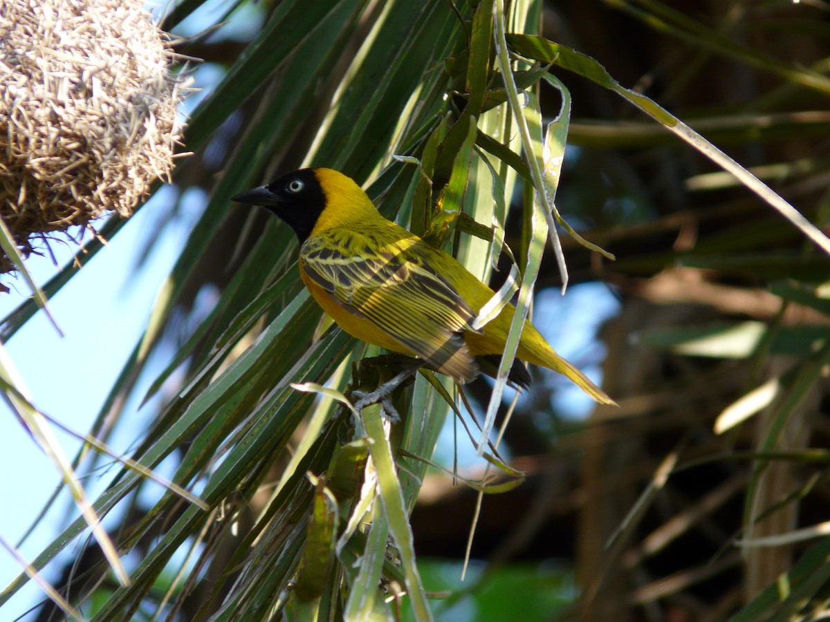 Lesser Masked-Weaver - ML620384463