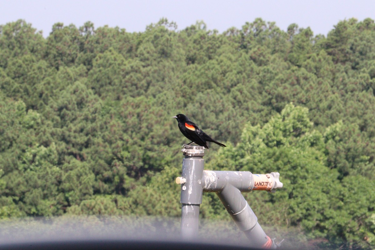 Red-winged Blackbird - ML620384471