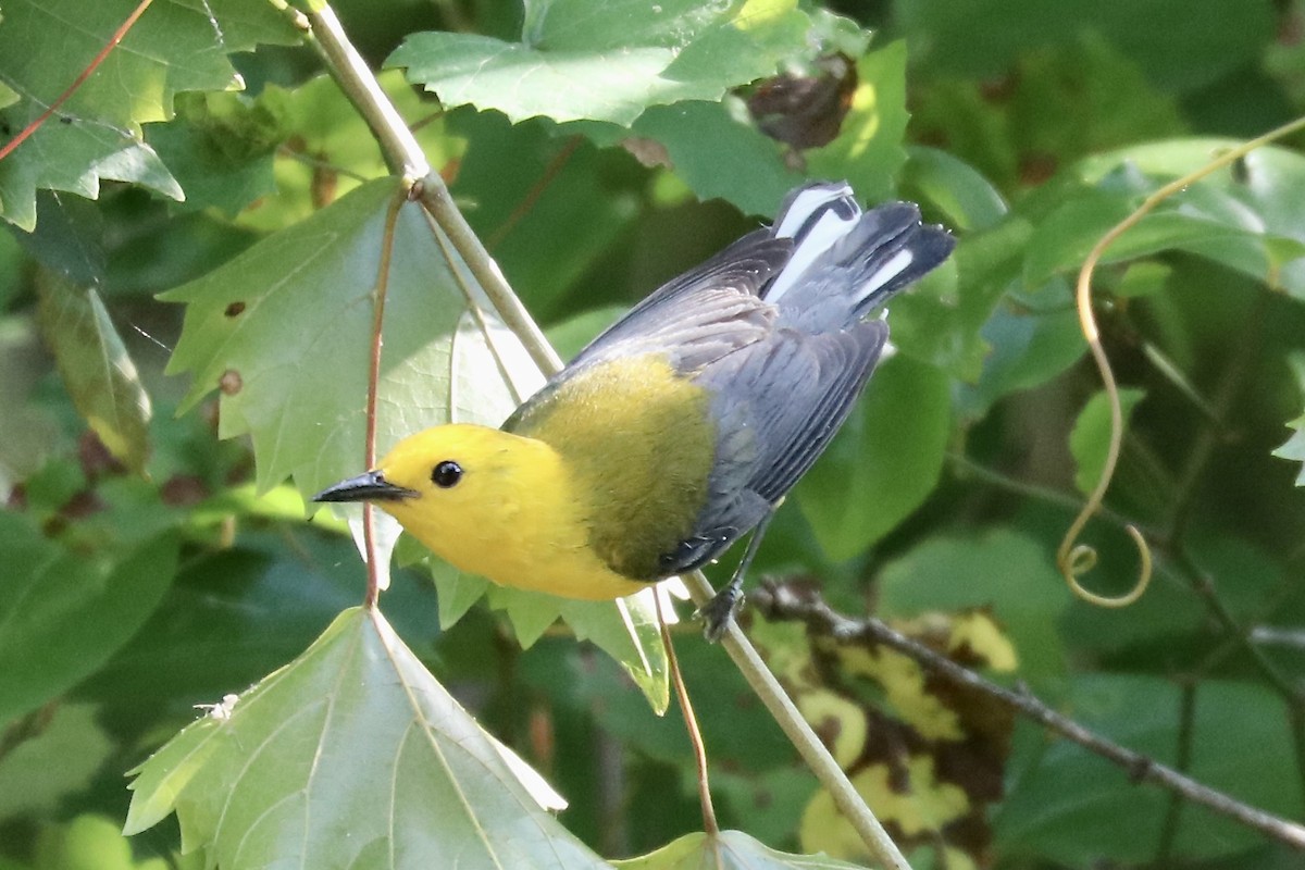 Prothonotary Warbler - ML620384476
