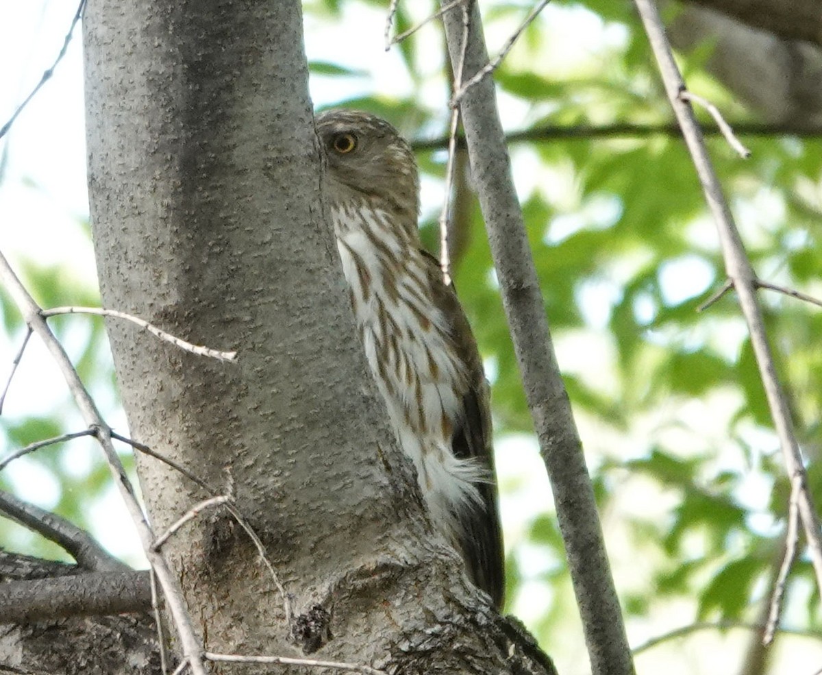 Cooper's Hawk - ML620384487