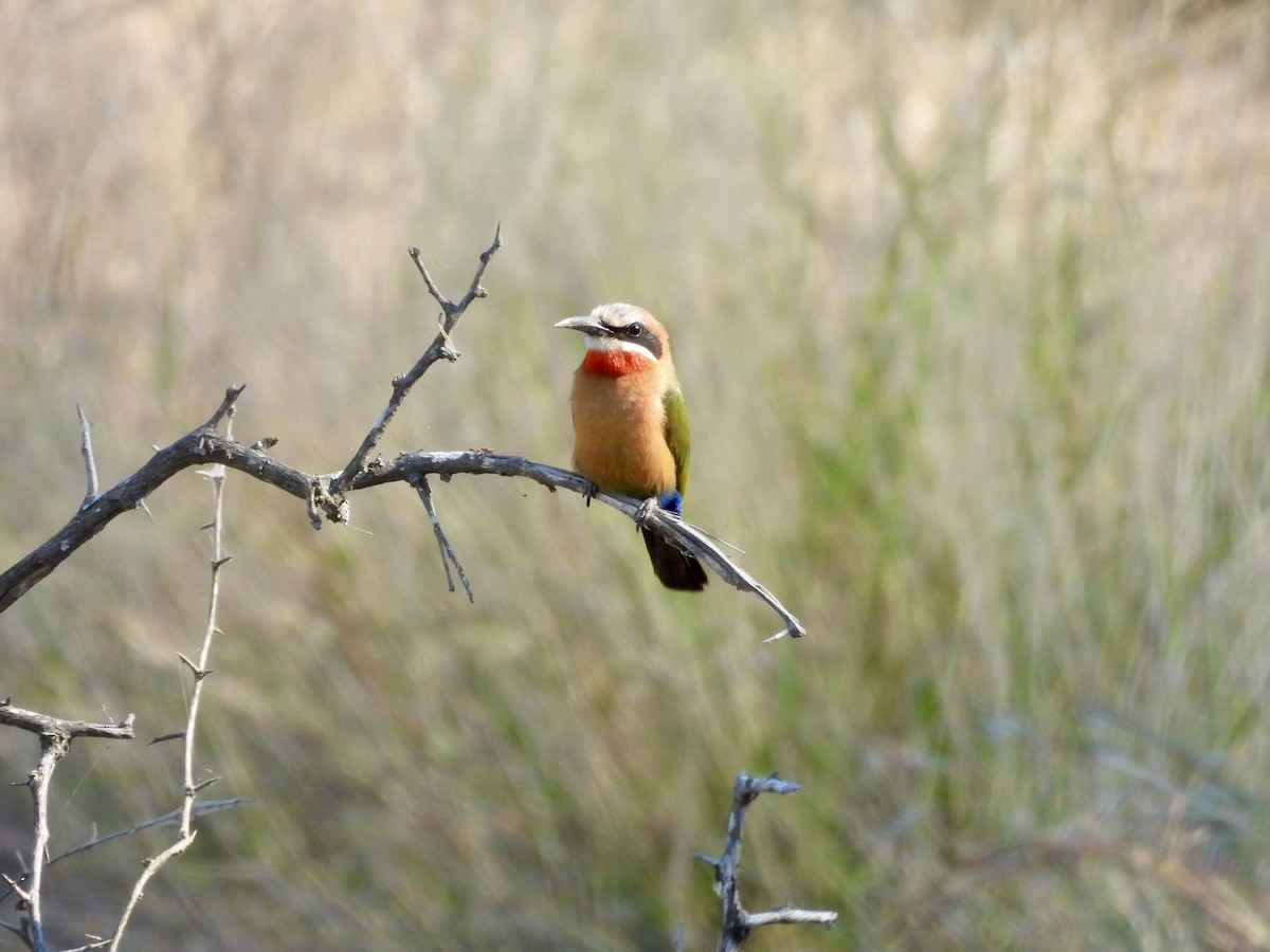 White-fronted Bee-eater - ML620384489