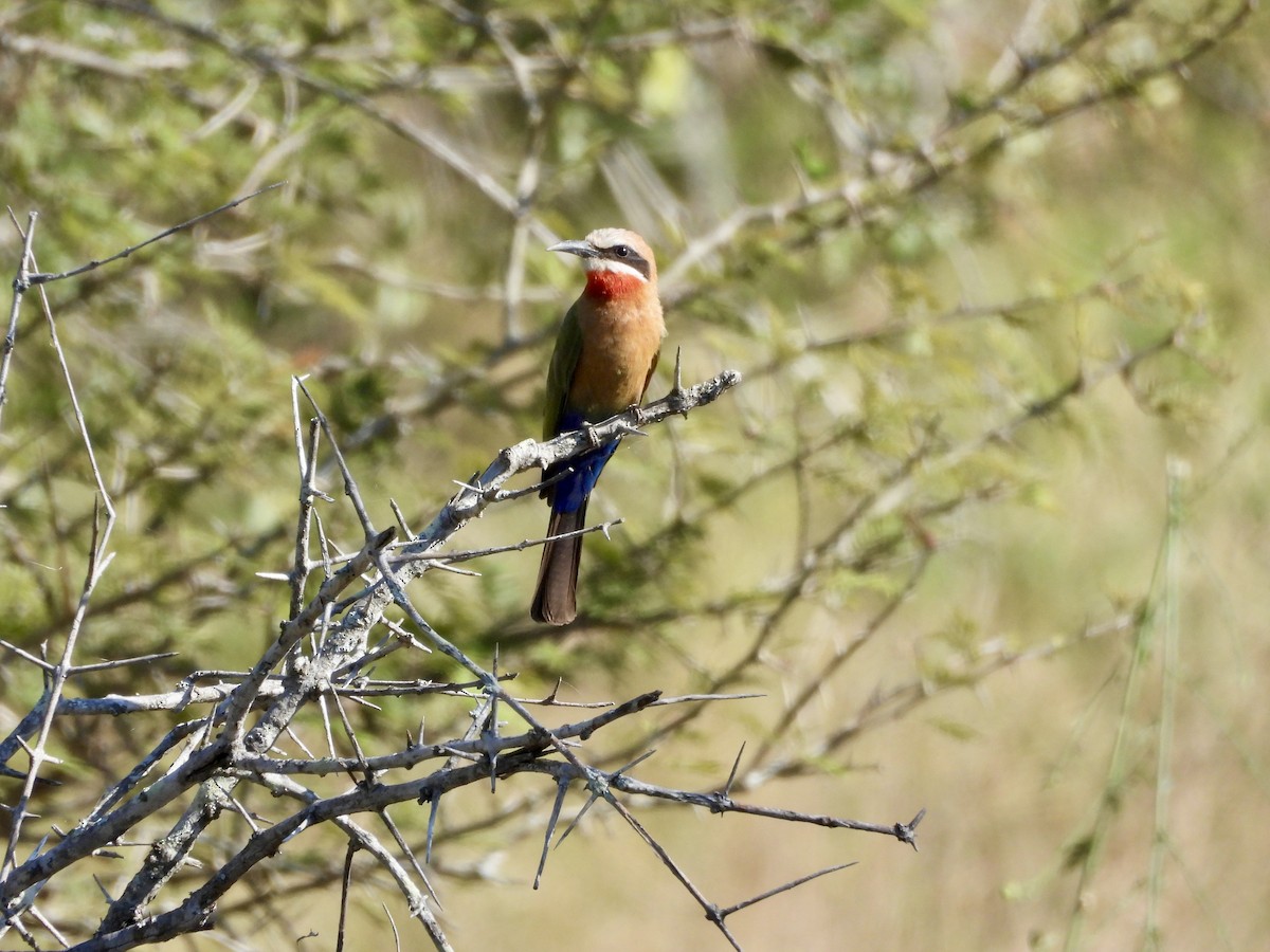 White-fronted Bee-eater - ML620384490