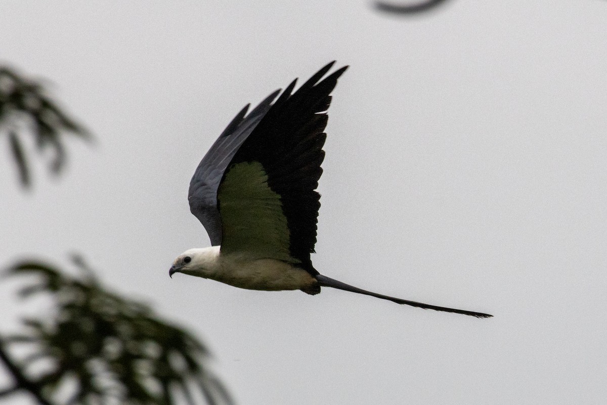 Swallow-tailed Kite - ML620384498
