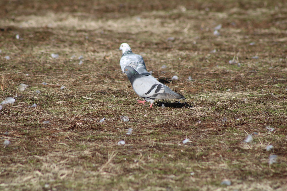 Rock Pigeon (Feral Pigeon) - ML620384504