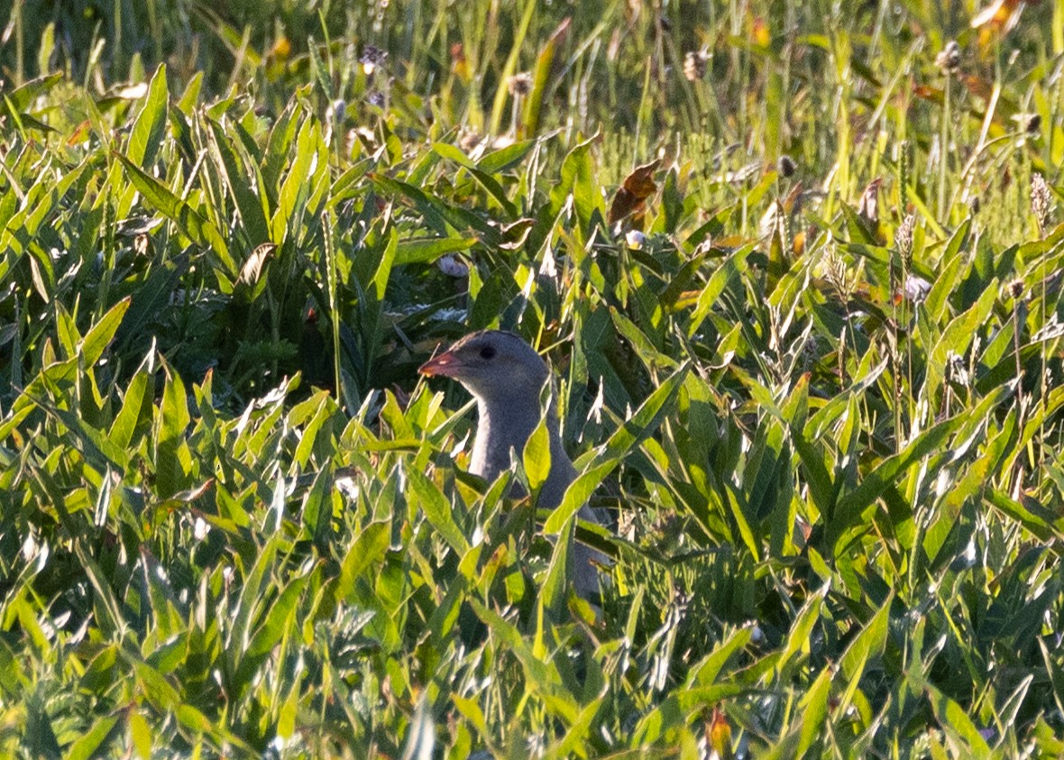 Corn Crake - ML620384513