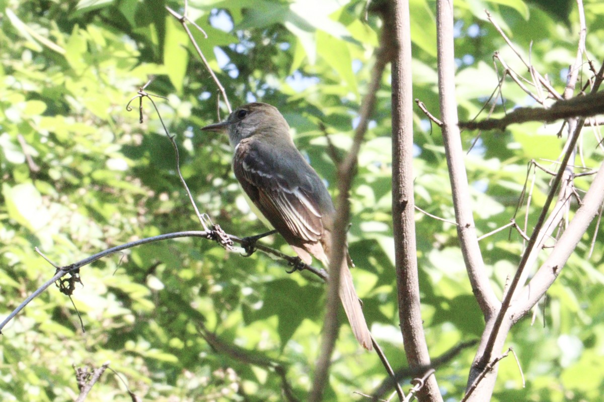 Great Crested Flycatcher - ML620384514