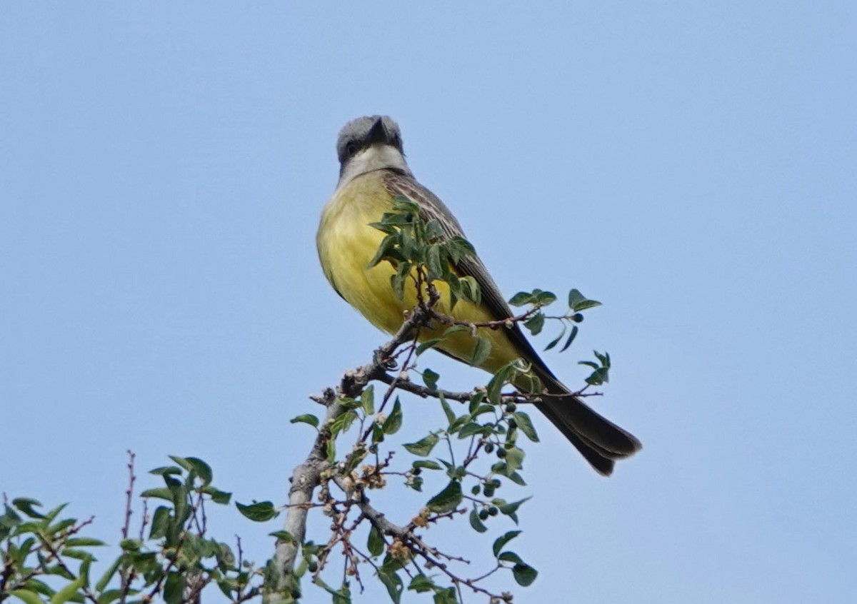 Tropical Kingbird - ML620384525