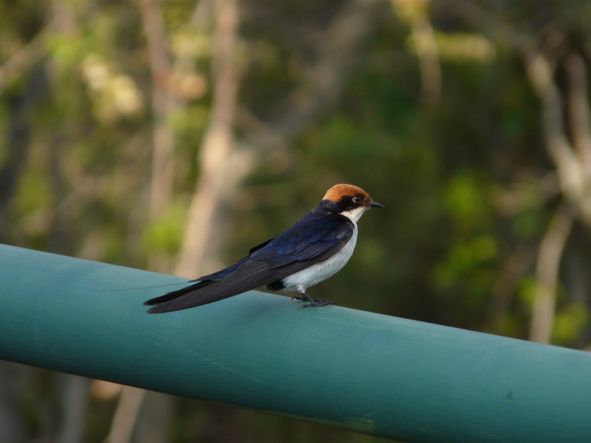 Wire-tailed Swallow - ML620384536