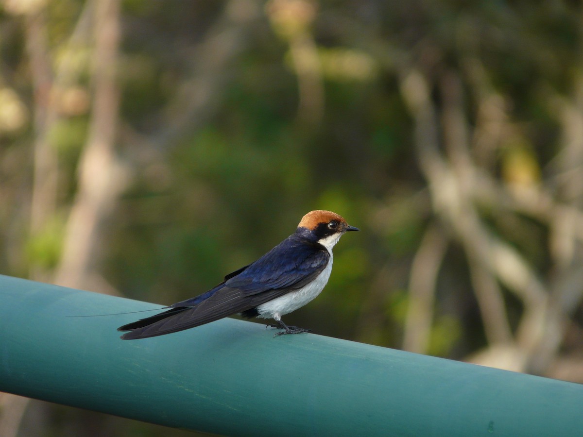 Wire-tailed Swallow - ML620384537