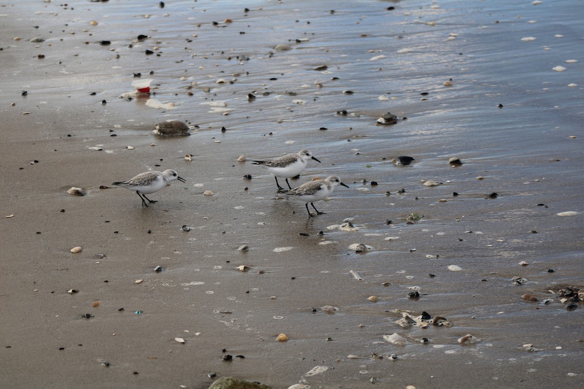 Bécasseau sanderling - ML620384538