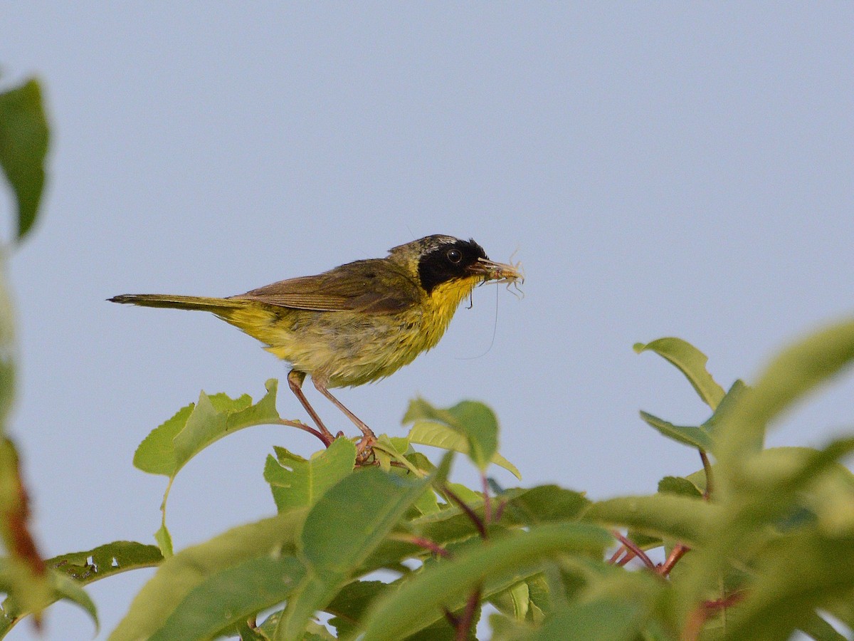 Common Yellowthroat - ML620384539