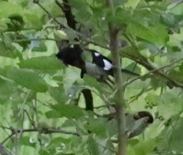 Rose-breasted Grosbeak - ML620384540