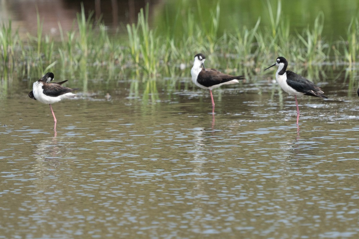 Black-necked Stilt - ML620384545