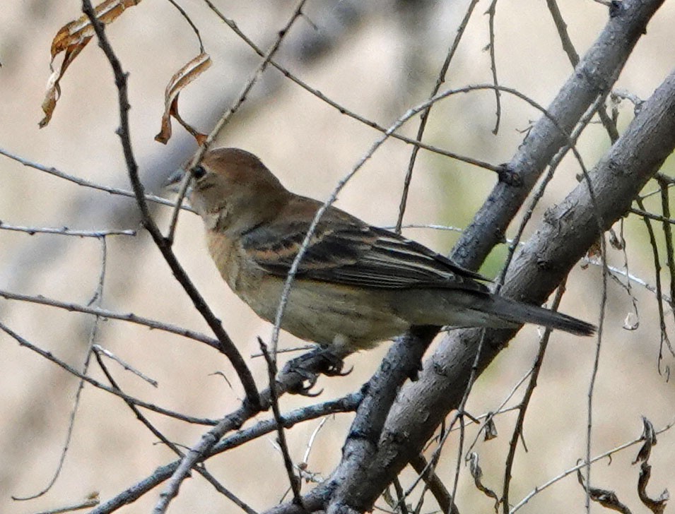 Blue Grosbeak - ML620384546