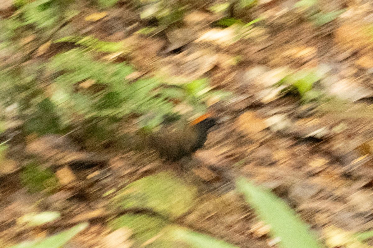 Rufous-capped Antthrush - ML620384550