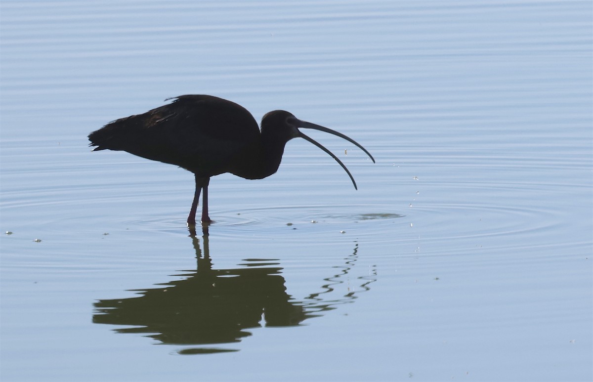 ibis americký - ML620384557