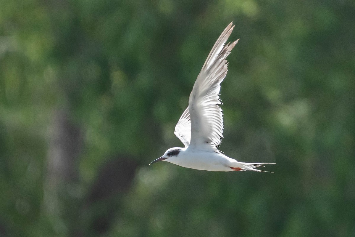 Forster's Tern - ML620384561