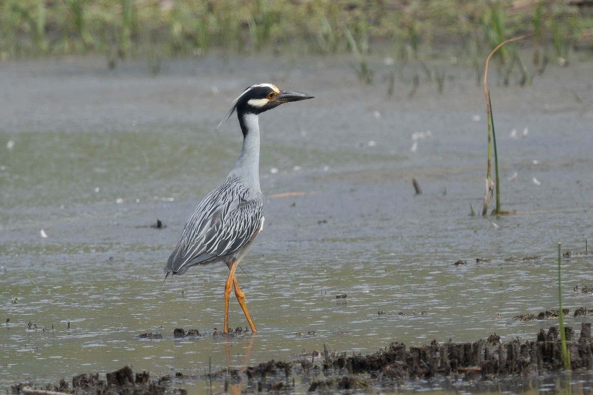 Yellow-crowned Night Heron - ML620384571