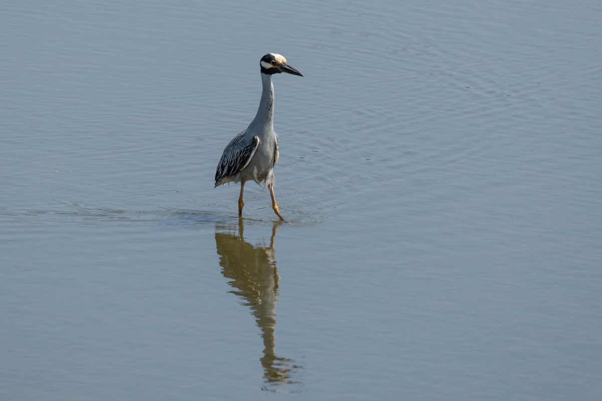 Yellow-crowned Night Heron - ML620384572