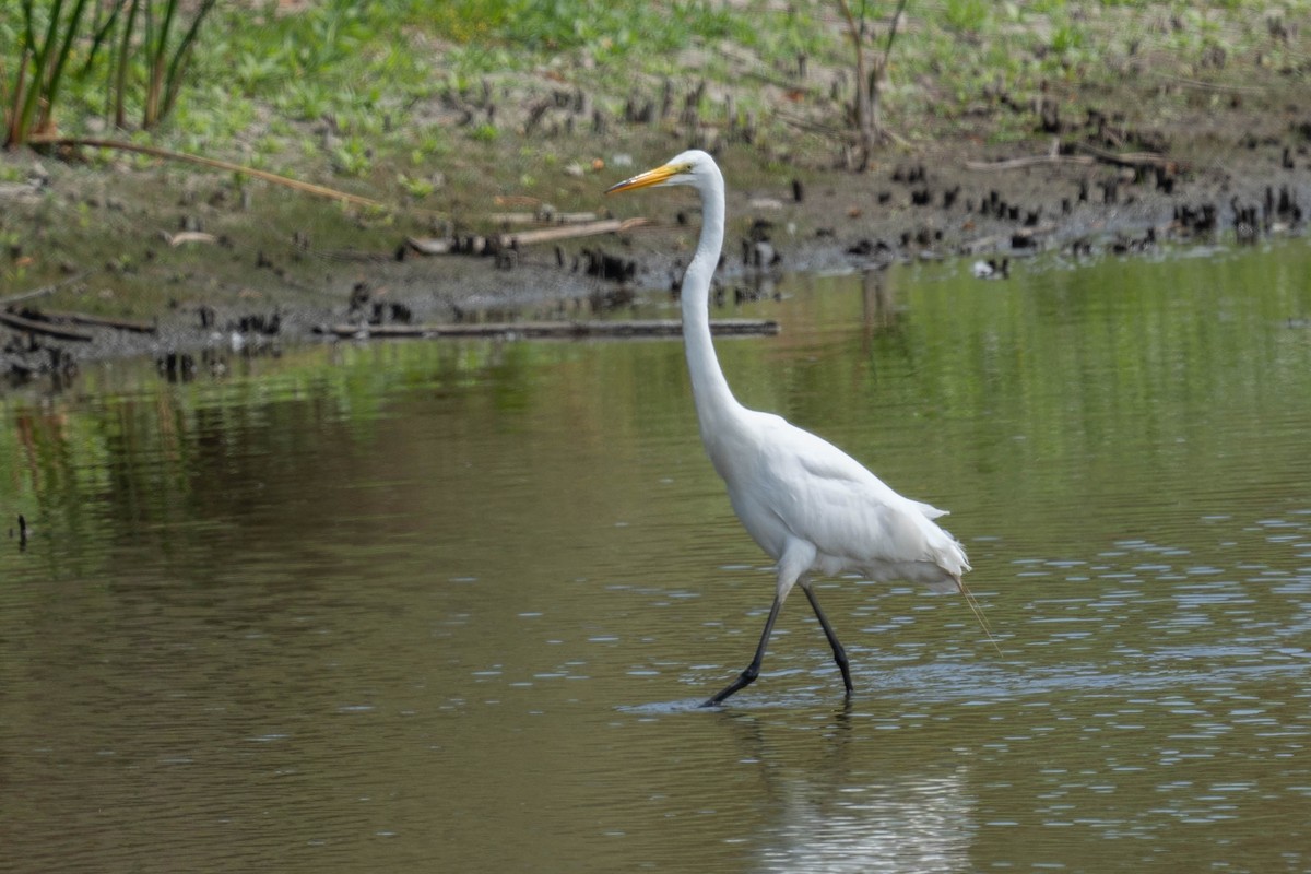 Great Egret - ML620384575