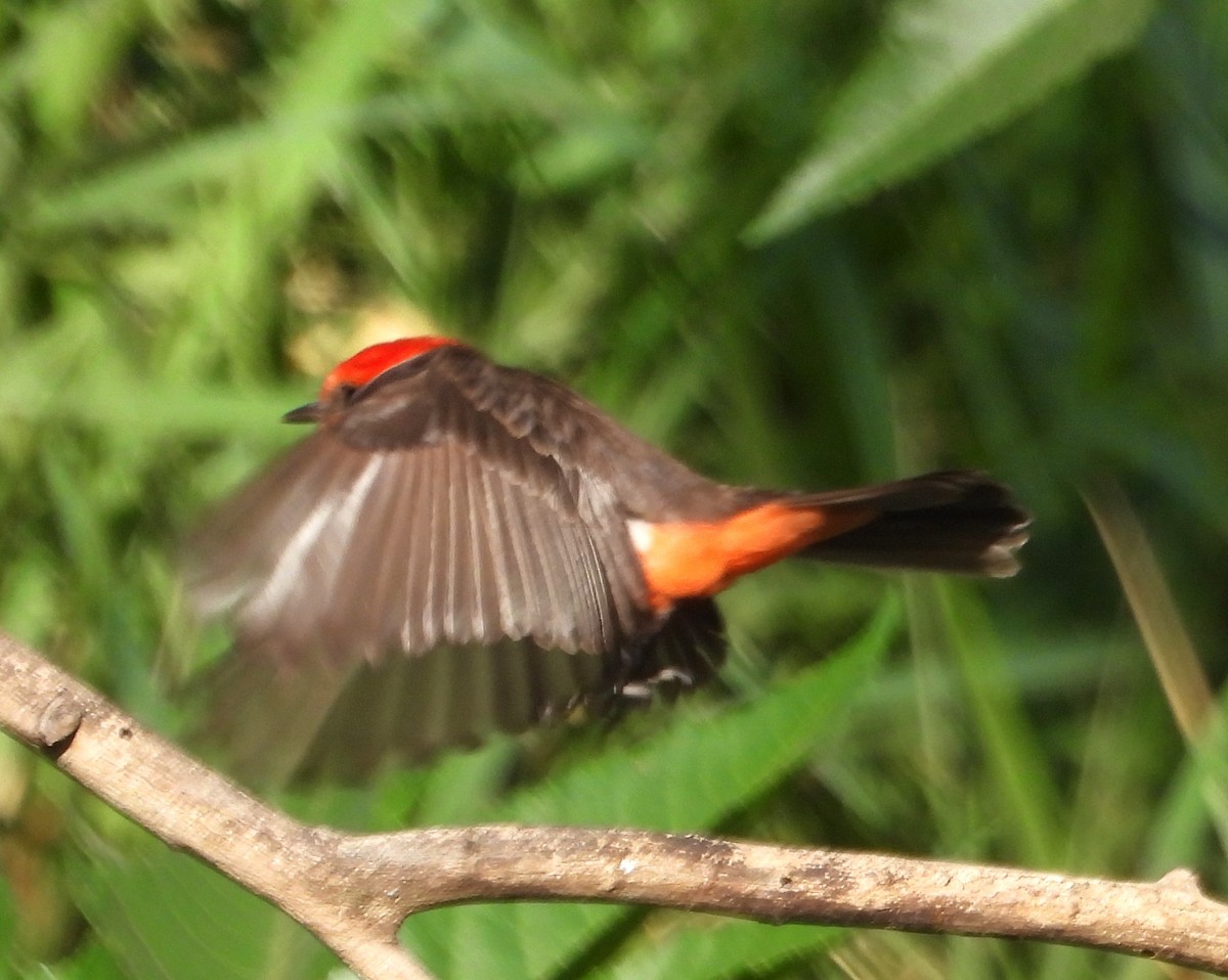 Vermilion Flycatcher - ML620384578