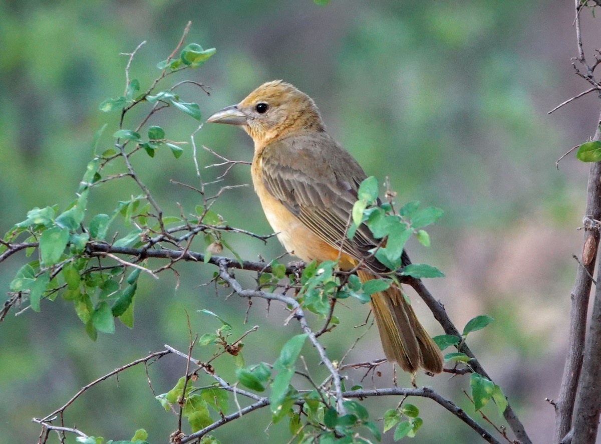 Summer Tanager - ML620384579