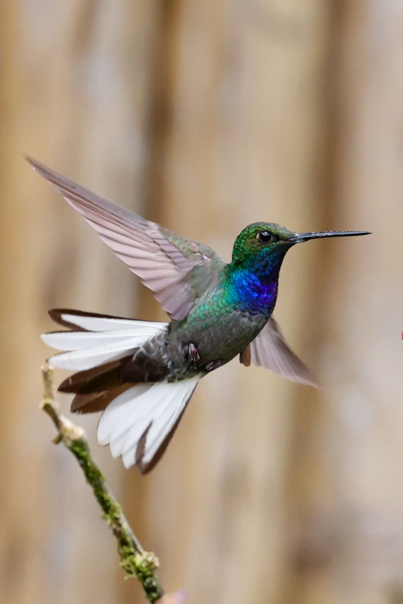 kolibřík zelenohřbetý - ML620384580