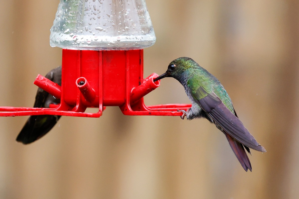 kolibřík zelenohřbetý - ML620384583