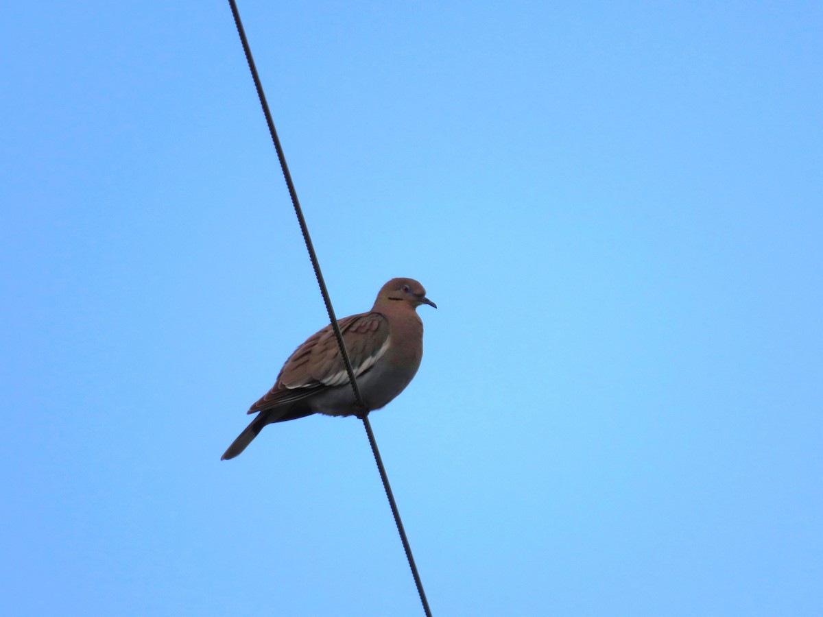 White-winged Dove - ML620384594