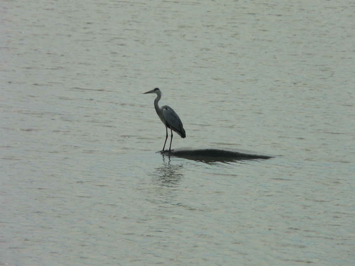 Gray Heron - ML620384599