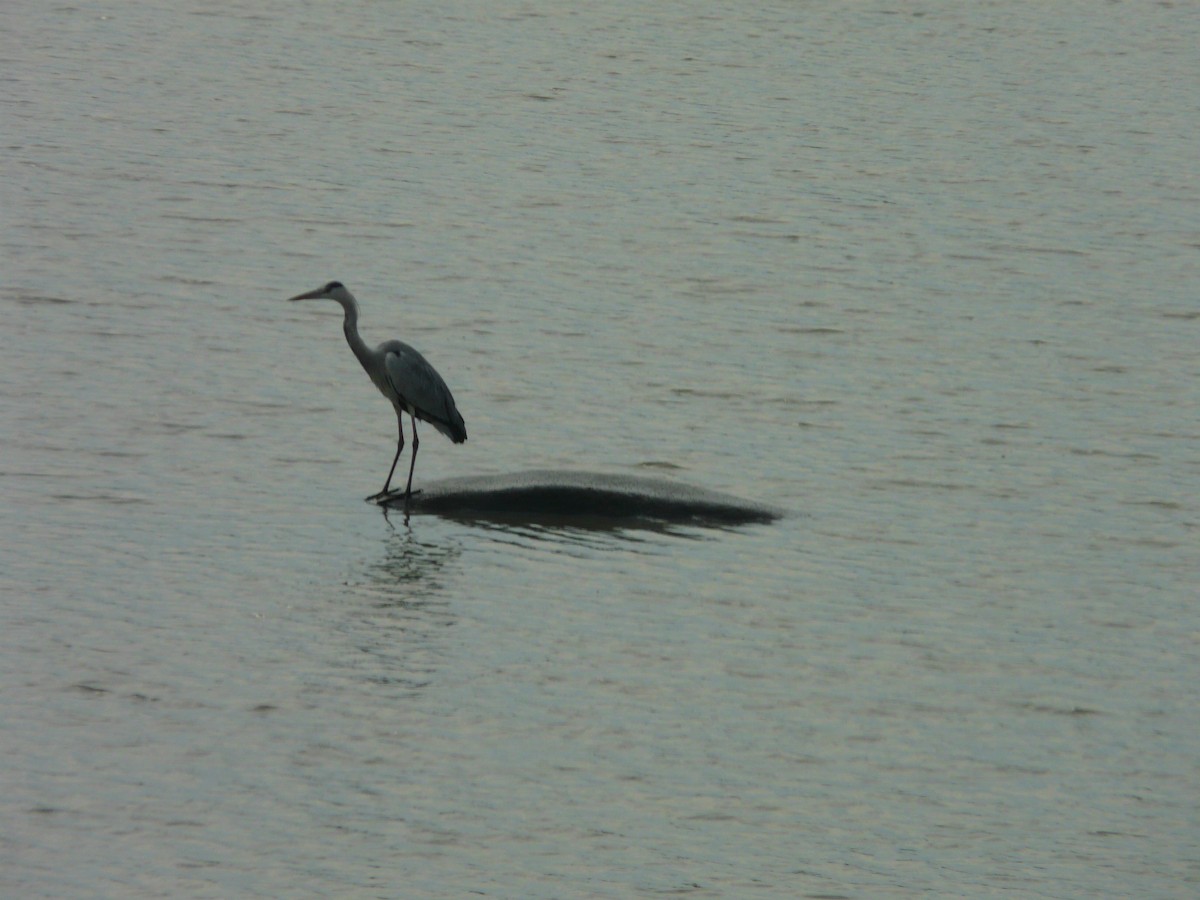 Gray Heron - ML620384600